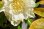 画像5: ddGOLDグリーンリップ