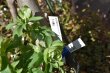 画像10: dd一茶　充実株