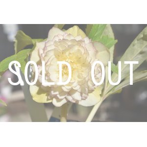 画像: dd多弁GOLD糸ピコティ　goodflower