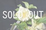 画像: dd多弁GOLD