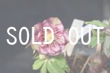 画像: ddレッドグラデーショングリーンGOLD