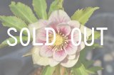 画像: ddプリマヴェーラGOLD