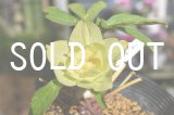 画像: ddグリーンGOLD微フラッシュ