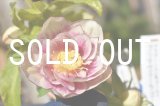 画像: dd美オフホワイトプリマヴェーラGOLD　充実株