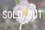 画像: ddプリマヴェーラホワイトGOLD　訳アリ