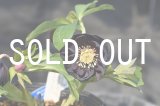 画像: 初入荷！認定dd丸弁カップ・ブラックGOLD　充実株