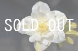 画像: ddグロス系ホワイトGOLD