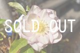 画像: ddホワイトピーチGOLD