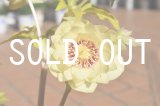 画像: dd丸弁多弁系GOLD美フラッシュ