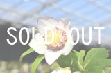 画像: sd多弁ホワイトGOLD