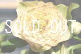 画像: dd超アフロディーテ