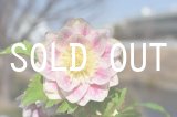 画像: dd美プリマヴェーラホワイトGOLD