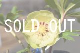 画像: ddホワイトグリーンGOLDフラッシュ 訳アリ