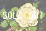 画像: dd丸弁GOLD糸ピコティフラッシュ