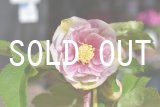 画像: ddプリマヴェーラホワイトGOLD