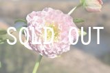 画像: dd充実多弁ぼかしピンク